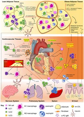 Heartbreakers or Healers? Innate Lymphoid Cells in Cardiovascular Disease and Obesity